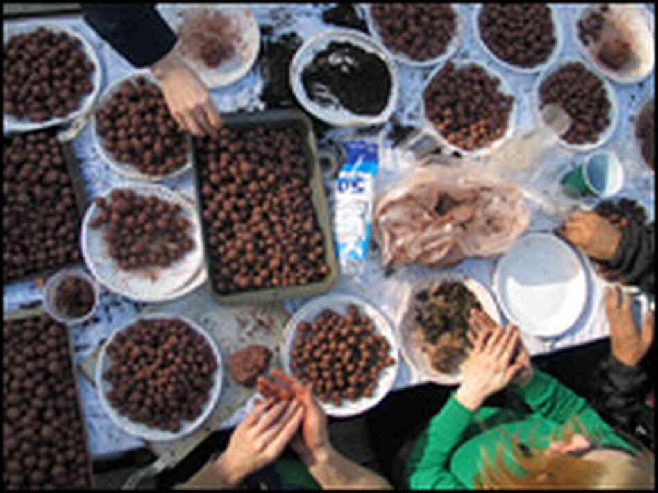 People gather around a table to make seed balls.