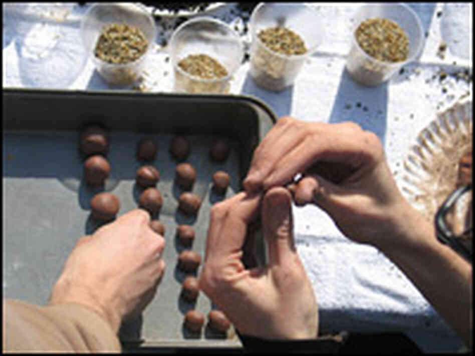 Seed balls are made out of mulch and seeds mixed together and kneed into a red terra-cotta clay.