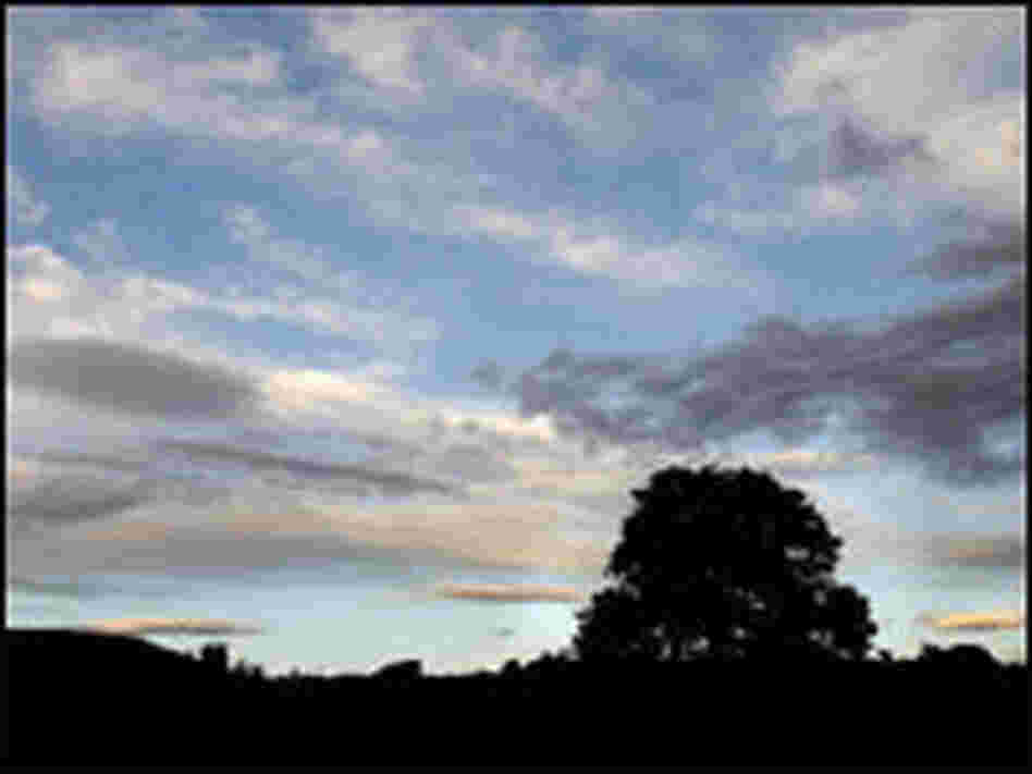 Pinyon pine tree at sunset