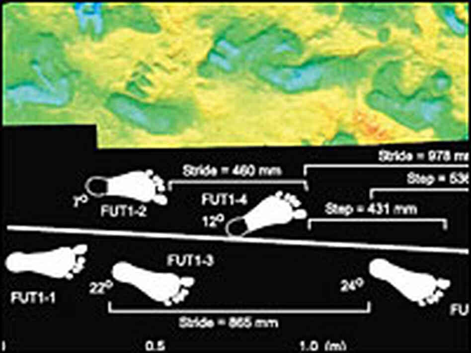 Earliest Humanlike Footprints Found In Kenya NPR