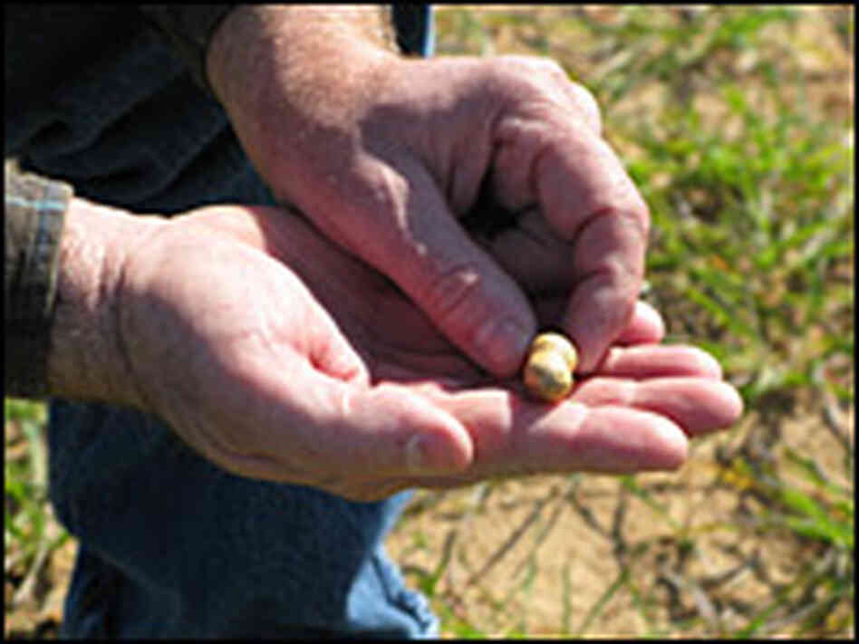 Farmer Mike Newberry shows off one of his peanuts.