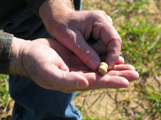 Farmer Mike Newberry shows off one of his peanuts.