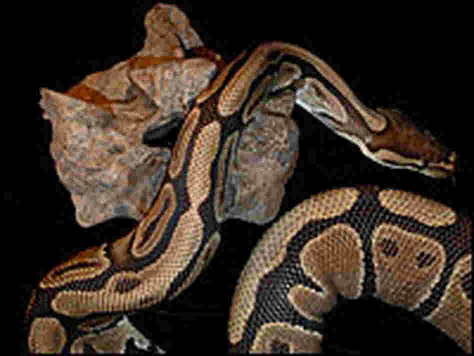 Python crawling over Titanoboa vertebra.