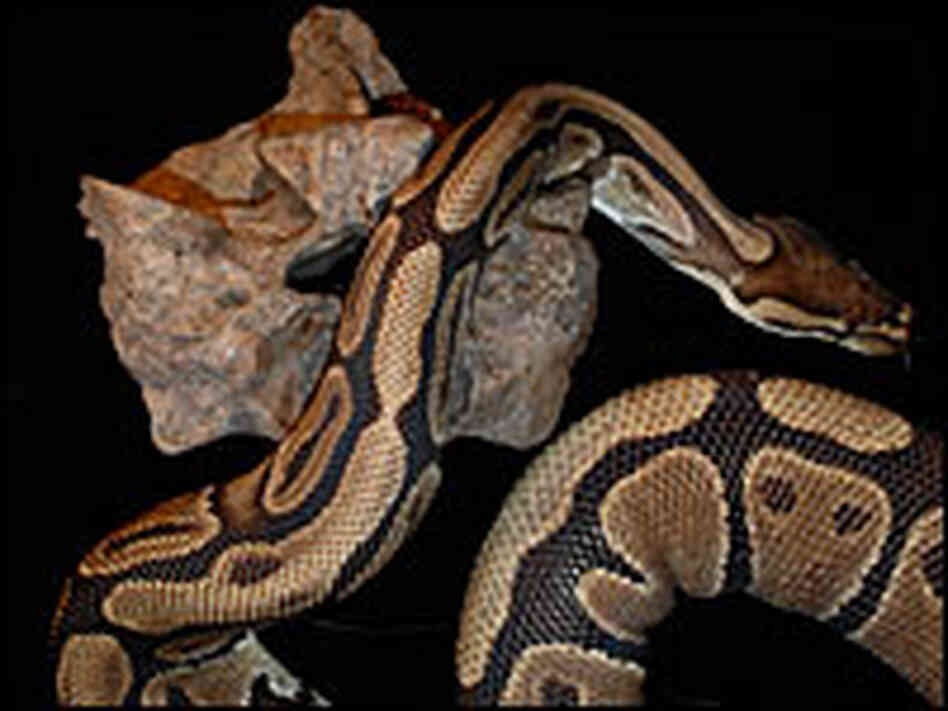 Python crawling over Titanoboa vertebra.
