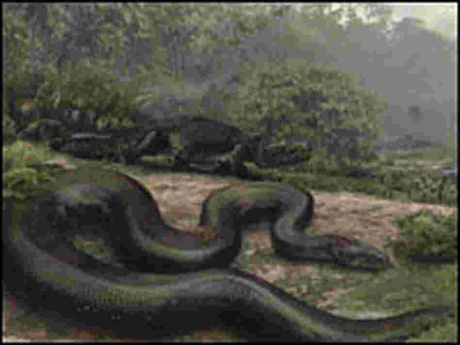 Artist's interpretation of how Titanoboa might have looked.