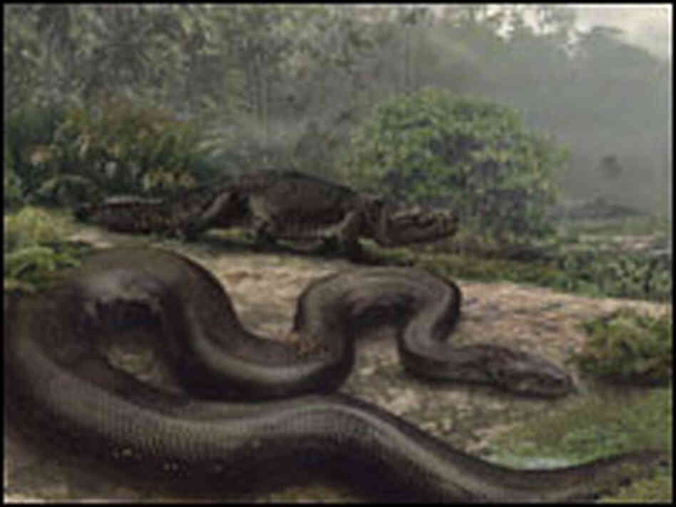 Artist's interpretation of how Titanoboa might have looked.