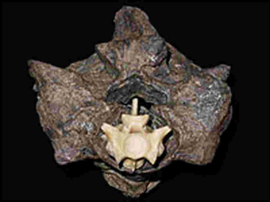 Titanoboa vertebra dwarfs an anaconda vertebra.