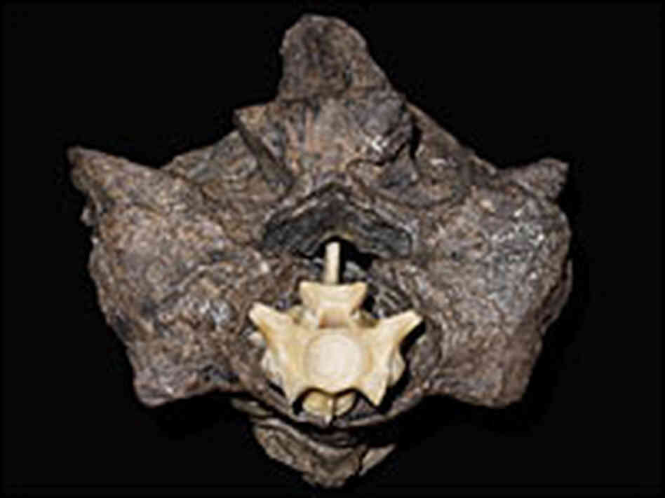 Titanoboa vertebra dwarfs an anaconda vertebra.