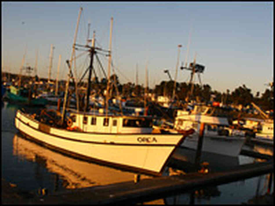 Fishing boats dock along the California coast.