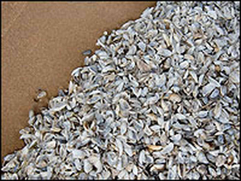 Zebra mussels