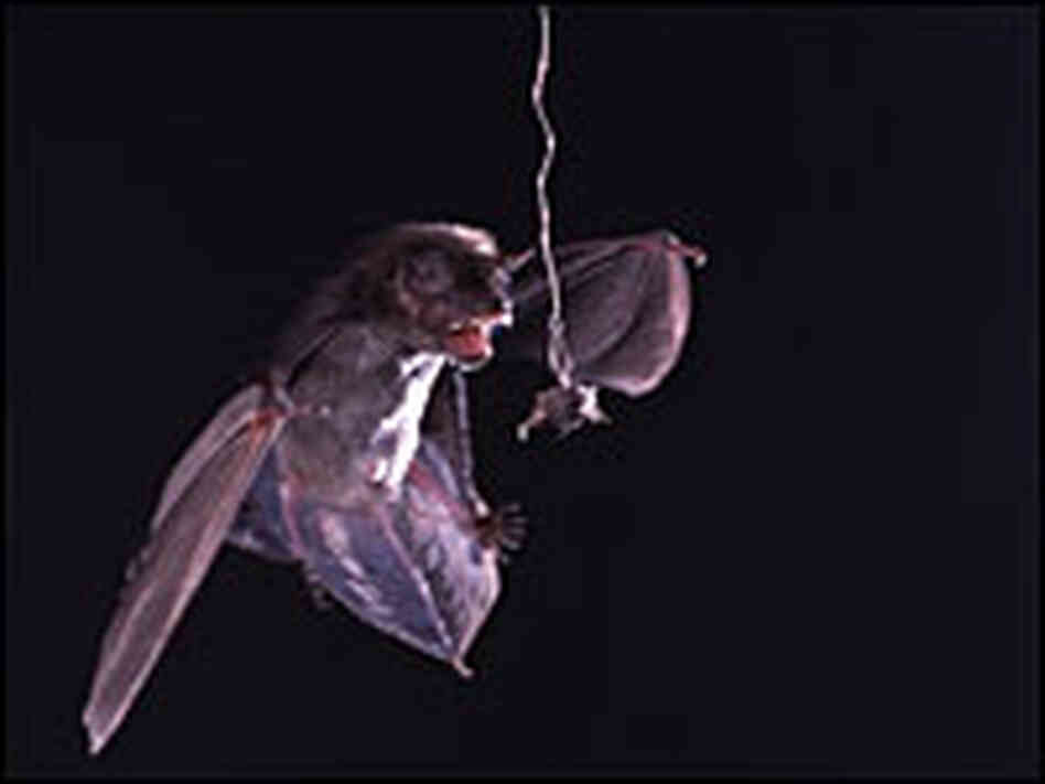 A bat closes in a tiger moth held captive by a fishing line.