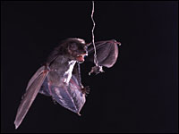 When Bats Attack