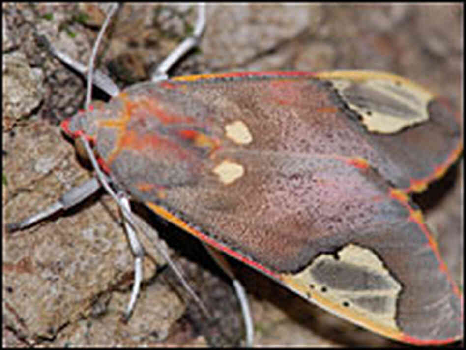 Moths Outwit Bats By Jamming Sonar NPR