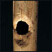 A Little Flute Music To Warm The Cave
