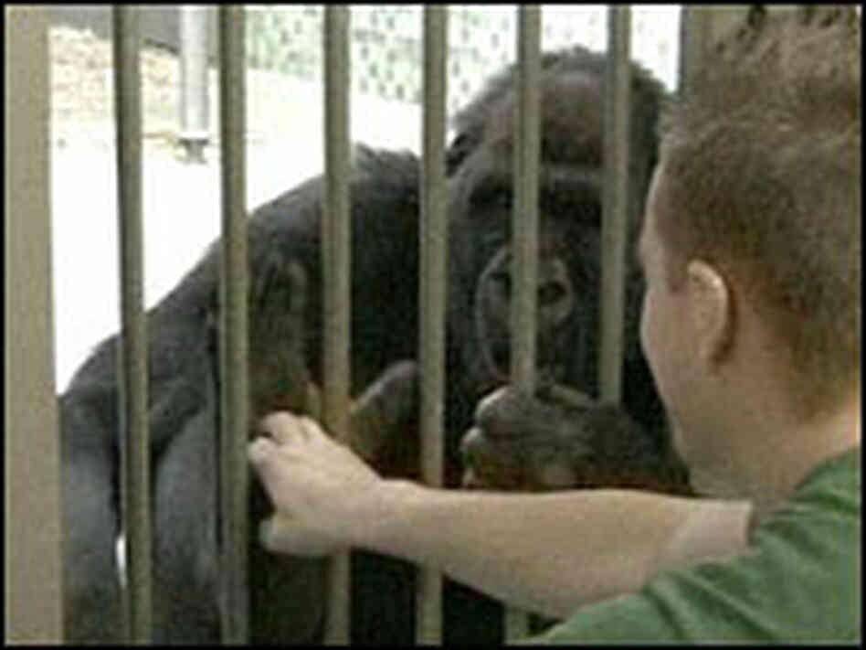 A researcher tickles a gorilla. A researcher tickles a gorilla.
