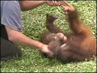 Do Apes Laugh When Tickled?