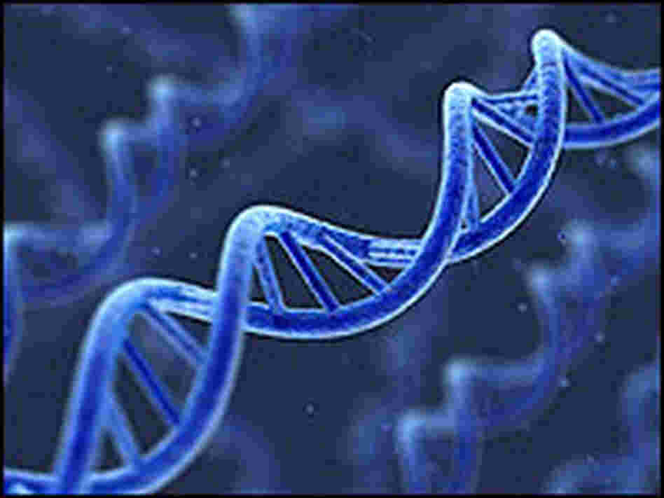 DNA Double Helix