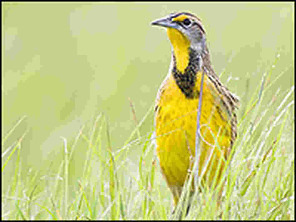 An Eastern meadowlark walks through a grassy field.