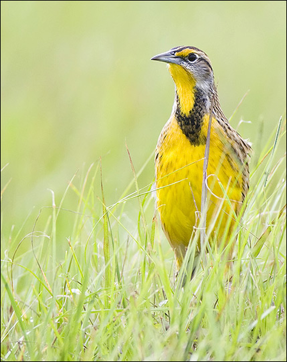 An Eastern meadowlark walks through a grassy field.