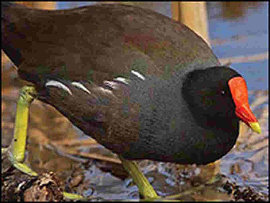 A common moorhen walks in a marsh. A common moorhen walks in a marsh.