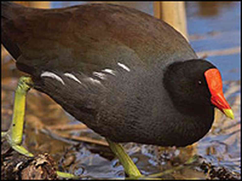 A common moorhen walks in a marsh. A common moorhen walks in a marsh.