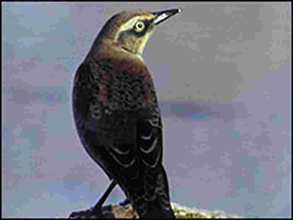 A rusty blackbird perches. A rusty blackbird perches.