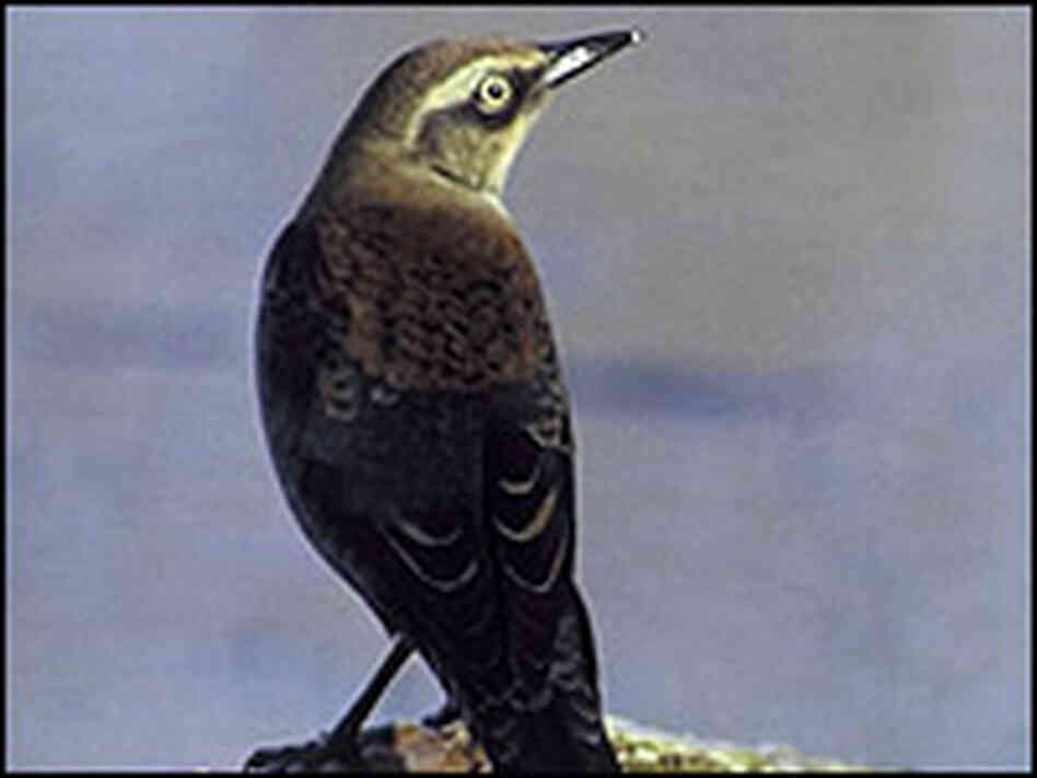 A rusty blackbird perches. A rusty blackbird perches.