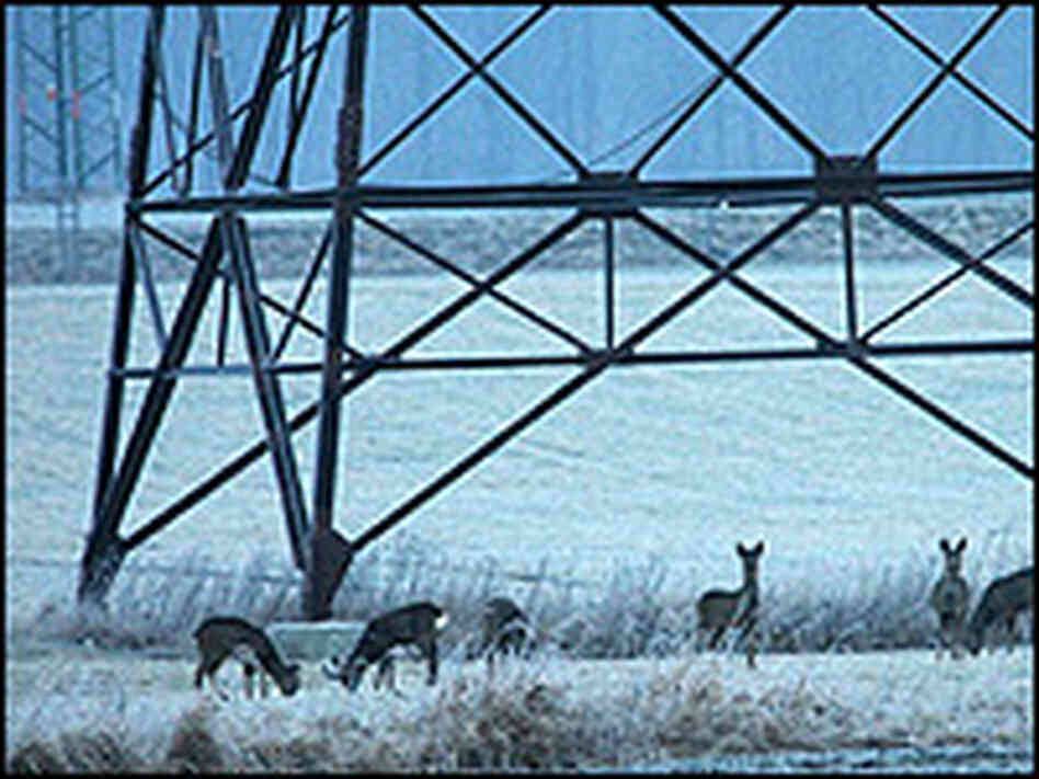 Power Lines Upset Cows' Compass NPR