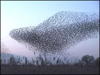 Starlings En Masse