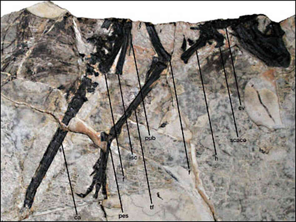 Fossilized bones Fossilized bones