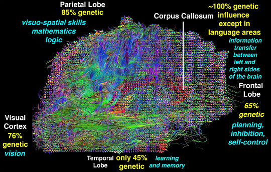 An image showing the connectivity between brain neurons.