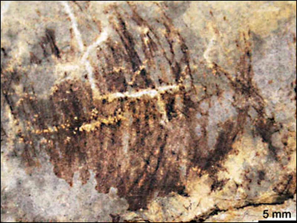 Protofeathers in the fossil Protofeathers in the fossil