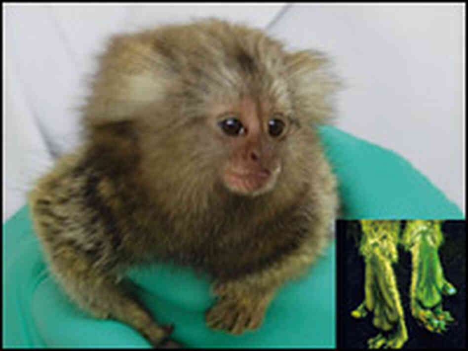 A marmoset with glowing feet from an added gene it inherited. A marmoset with glowing feet from an added gene it inherited.