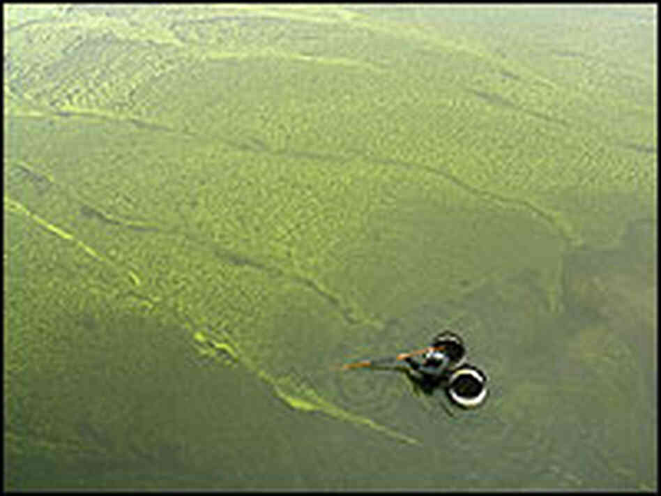 Phytoplankton in Bloom Phytoplankton in Bloom