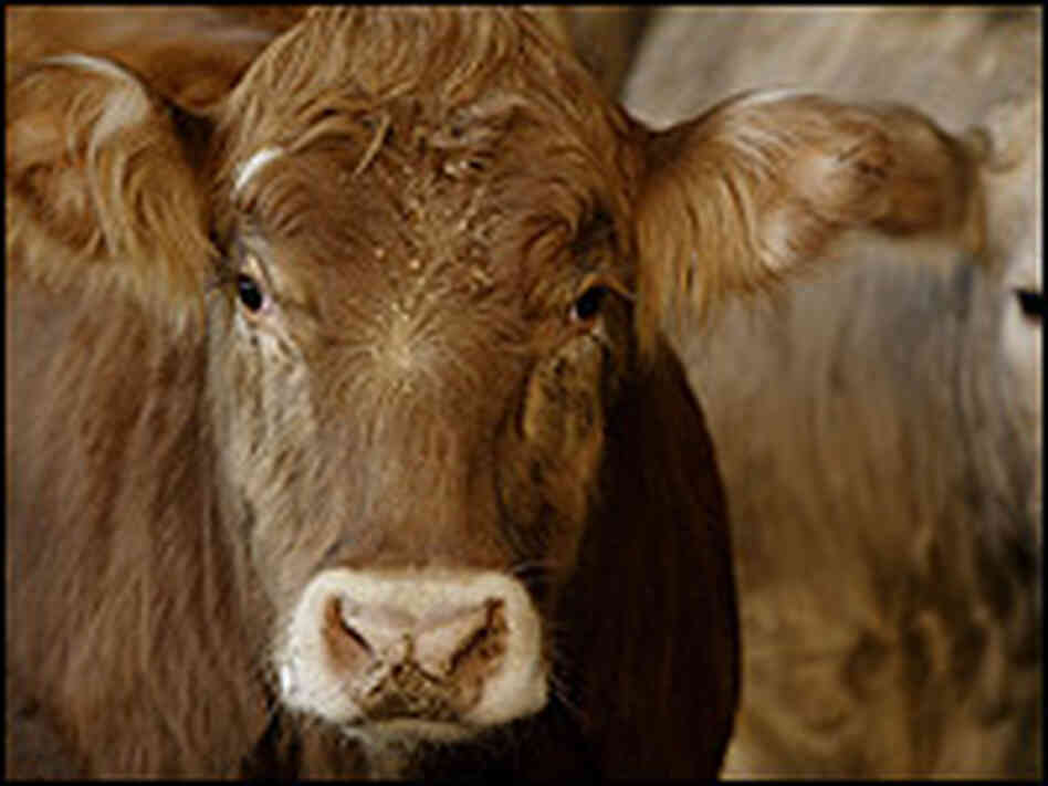 Ethical Cows Ethical Cows