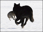 Romeo the Wolf Grabs a Pug Romeo the Wolf Grabs a Pug