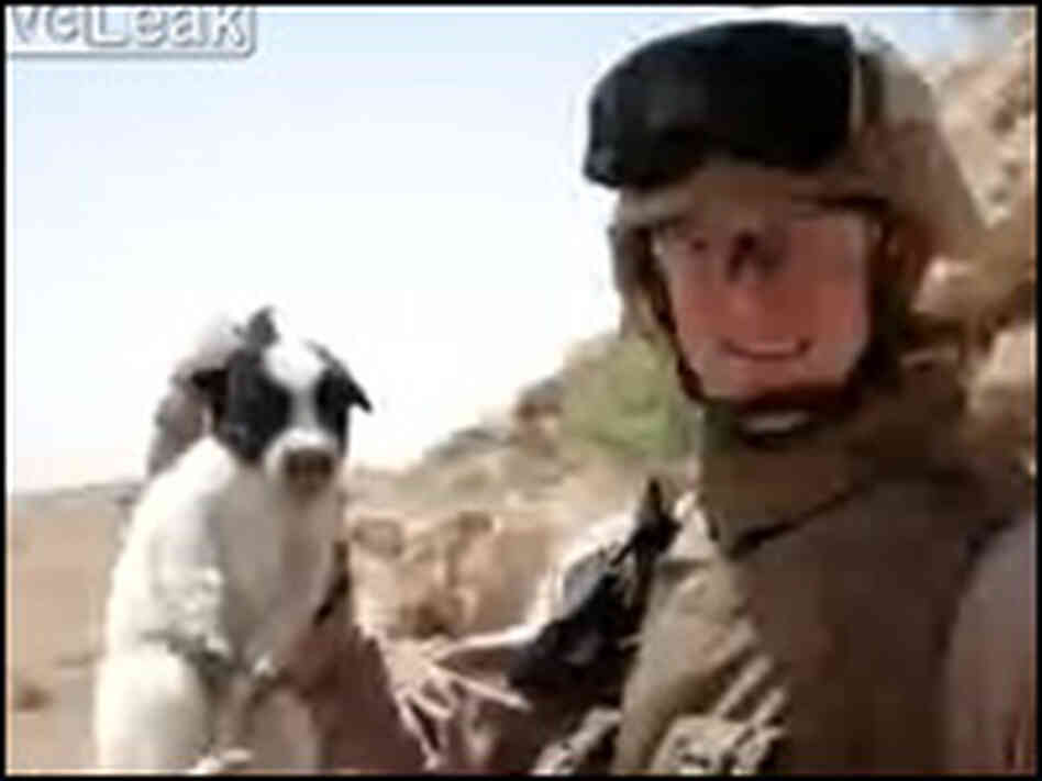 Puppy-toss Video Puppy-toss Video