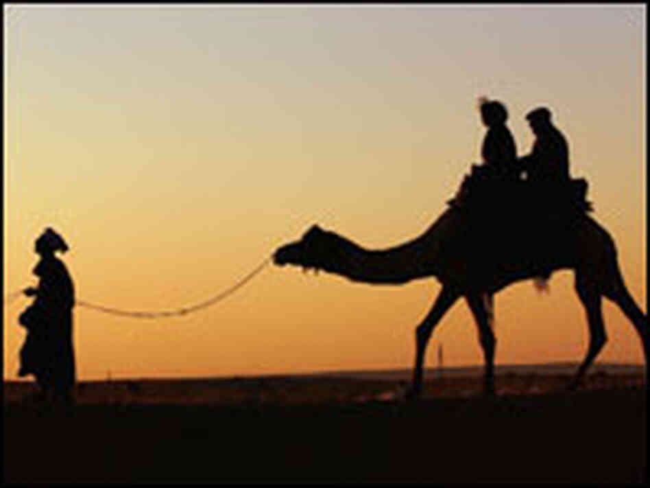 Camel Camel