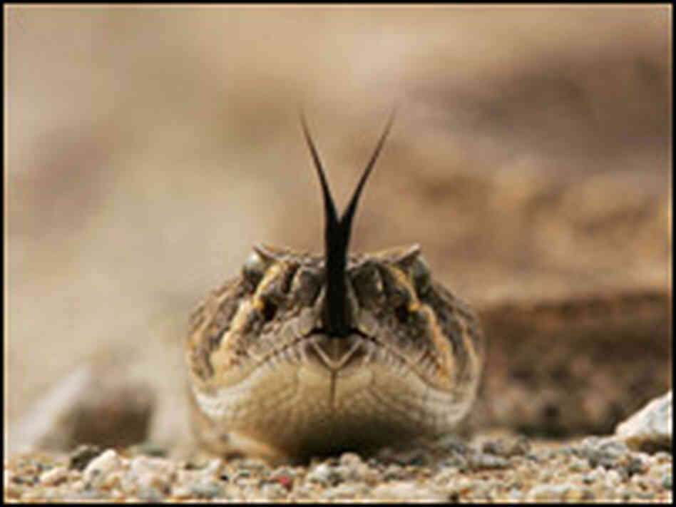 Rattlesnake Rattlesnake