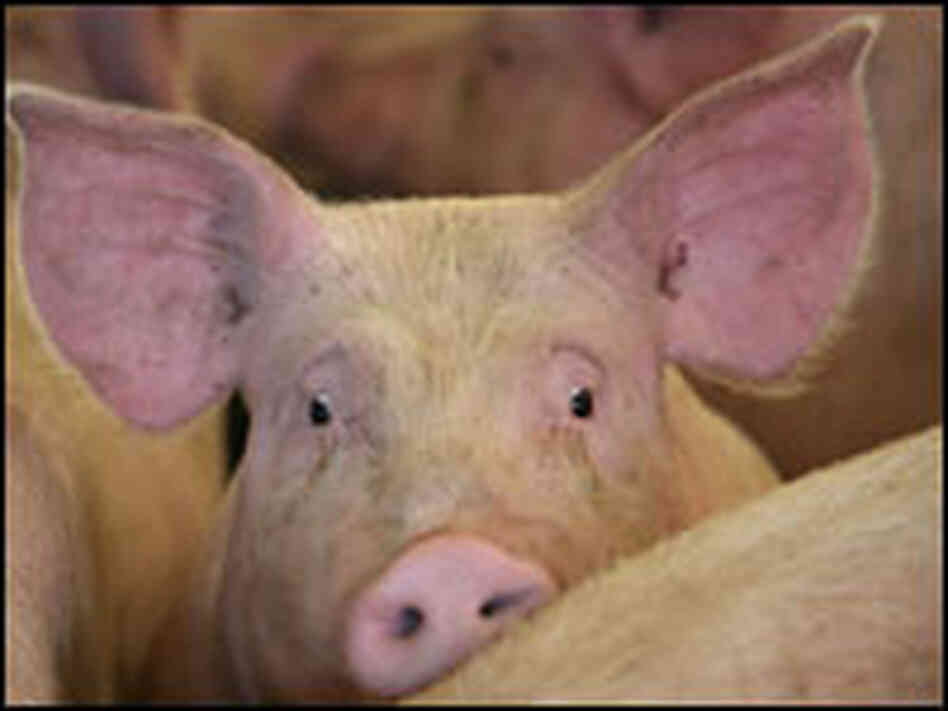 A pig awaits auction last year in England A pig awaits auction last year in England