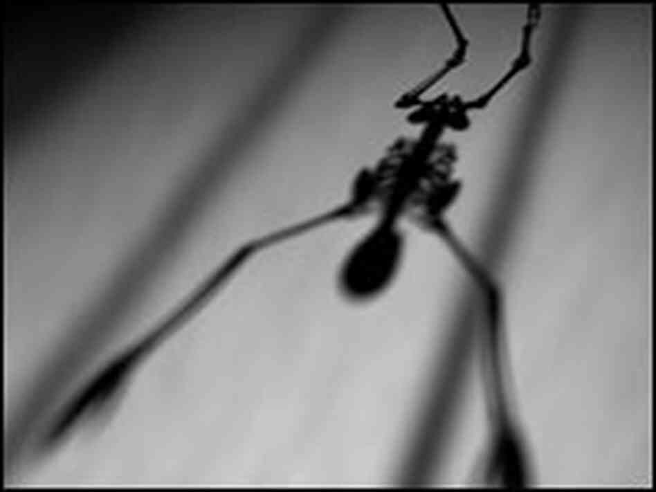 Sleepwalkers Sleepwalkers