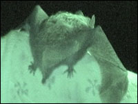 Silver-Haired Bat Finds Sanctuary