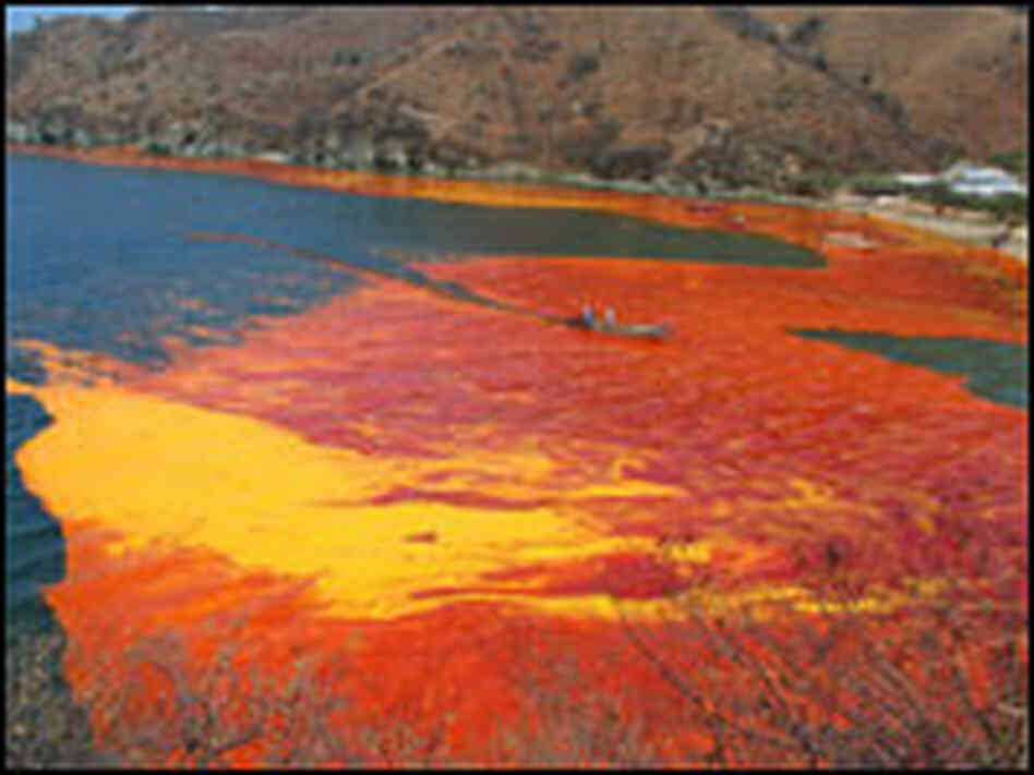 A stain of palm oil A stain of palm oil