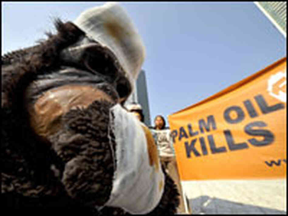 palm oil demo palm oil demo