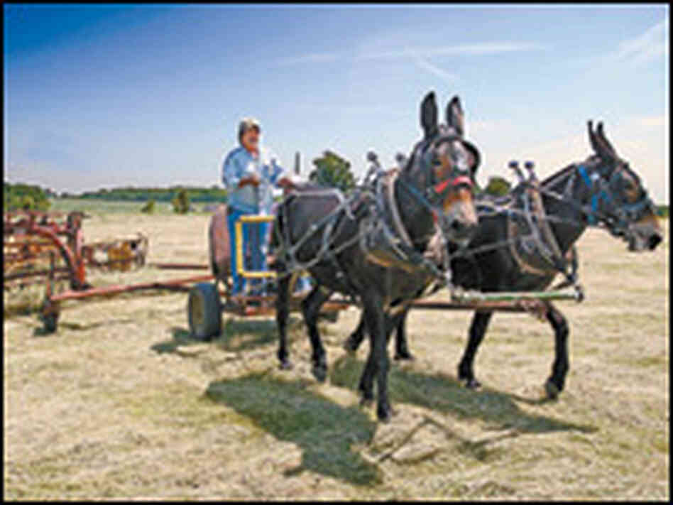 Mules Mules
