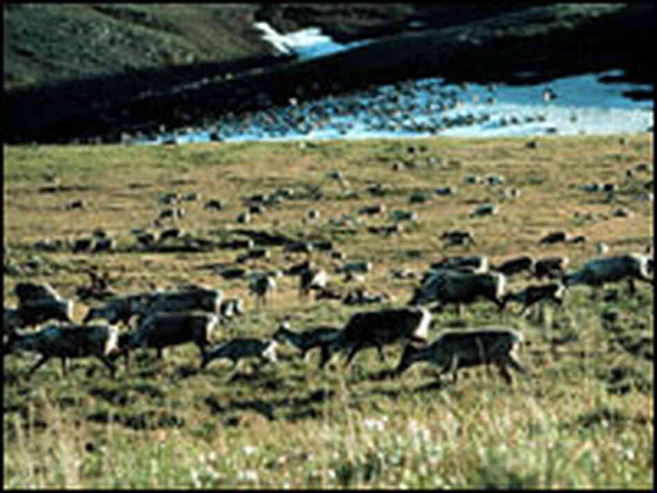 Caribou grazing in the Arctic National Wildlife Refuge Caribou grazing in the Arctic National Wildlife Refuge