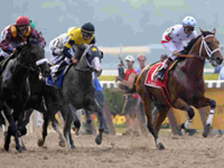 Horses Horses