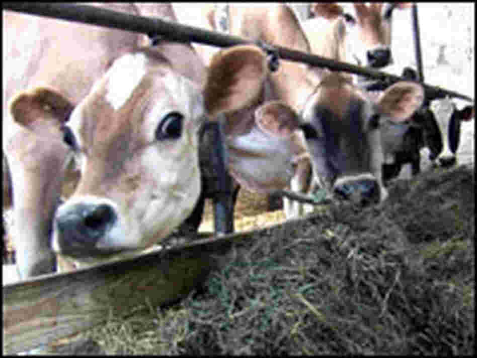 Cows in barn