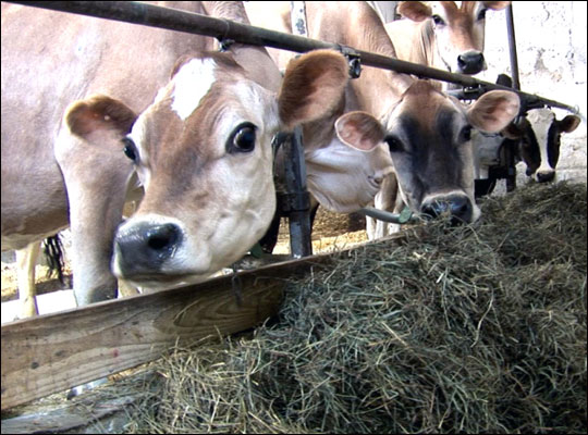 Cows in barn