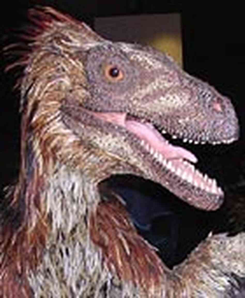 Raptor with feathers Raptor with feathers